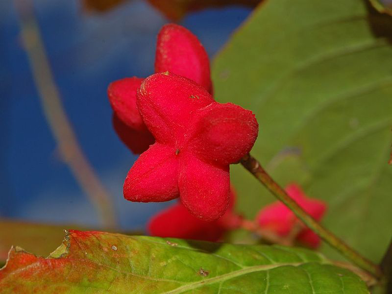 Closer-view-of-fruits-of-Spindle-tree