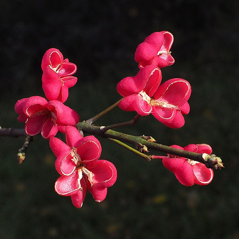 Empty-capsules-of-Spindle-tree