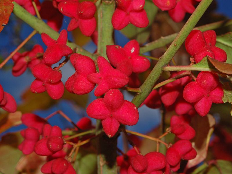 Fruits-of-Spindle-tree