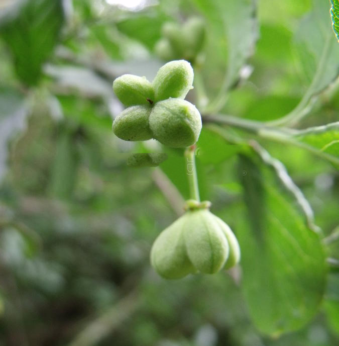 Immature-fruits-of-Spindle-tree
