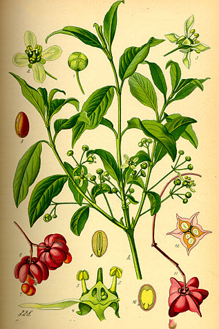 Plant-Illustration-of-Spindle-tree