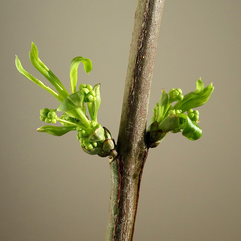 Shoots-with-budding-flowers-of-Spindle-tree