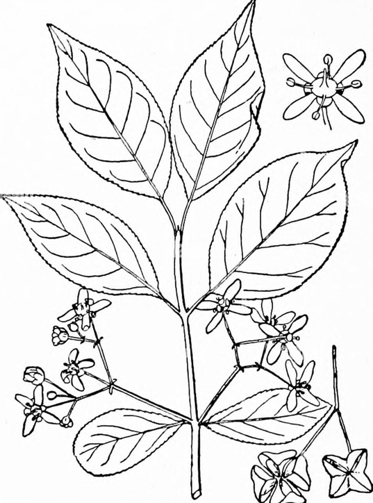 Sketch-of-Spindle-tree