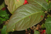 Leaves-of-Spindle-tree