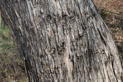 Bark-of-Spindle-tree