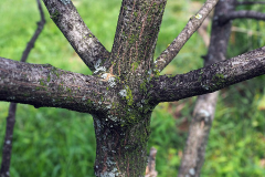 Branches-of-Spindle-tree