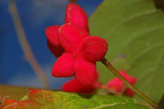 Closer-view-of-fruits-of-Spindle-tree