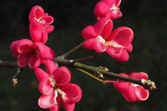Empty-capsules-of-Spindle-tree