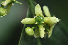Flower-of-Spindle-tree