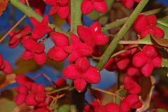 Fruits-of-Spindle-tree
