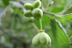 Immature-fruits-of-Spindle-tree