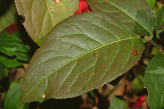Leaves-of-Spindle-tree