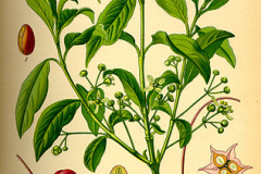 Plant-Illustration-of-Spindle-tree