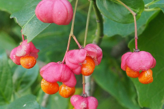 Ripe-fruits-of-Spindle-tree