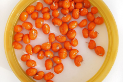 Seeds-of-Spindle-tree