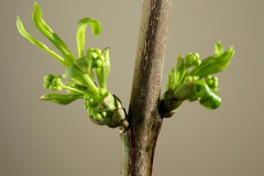 Shoots-with-budding-flowers-of-Spindle-tree