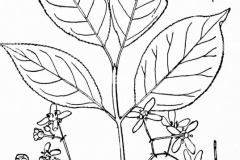 Sketch-of-Spindle-tree