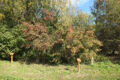 Spindle-tree-growing-wild