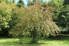 Spindle-tree