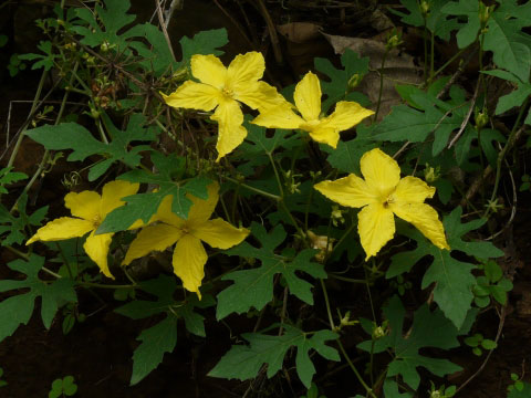 Flowers-of-Spiny-Gourd