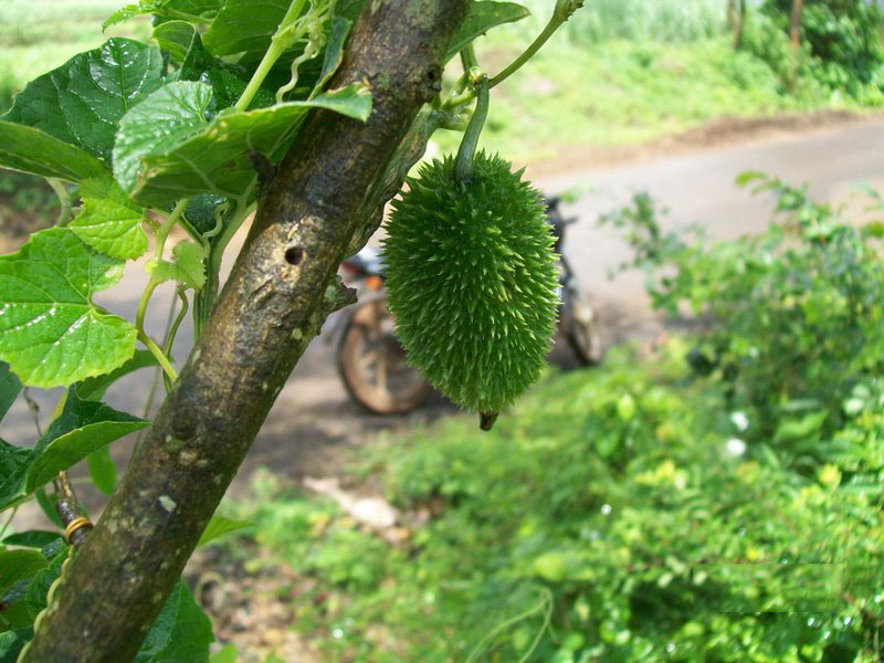 Unripe-fruit-on-the-plant