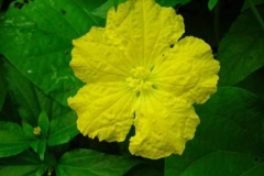 Closer-view-of-Flower-of-Spiny-Gourd