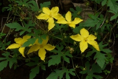 Flowers-of-Spiny-Gourd