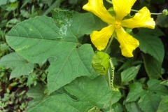 Leaves-of-Spiny-Gourd