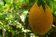 Mature-Spiny-Gourd