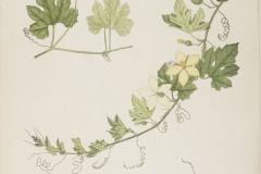 Plant-Illustration-of-Spiny-Gourd