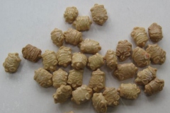 Seeds-of-Spiny-Gourd