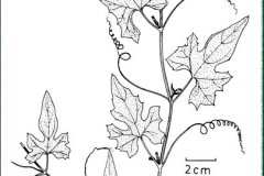 Sketch-of-Spiny-Gourd