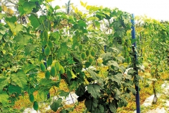 Spiny-Gourd-plant