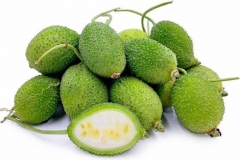 Spiny-Gourd