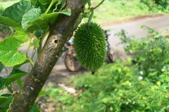 Unripe-fruit-on-the-plant