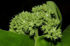 Flowering-buds-of-Spiny-orange
