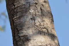 Trunk-of-Spiny-orange