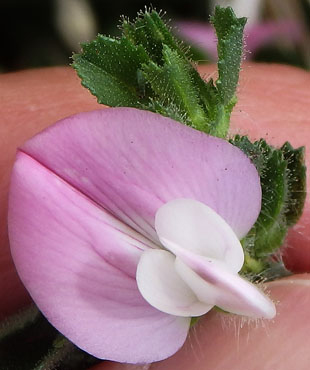 Closer-view-of-flower-of-Spiny-Restharrow