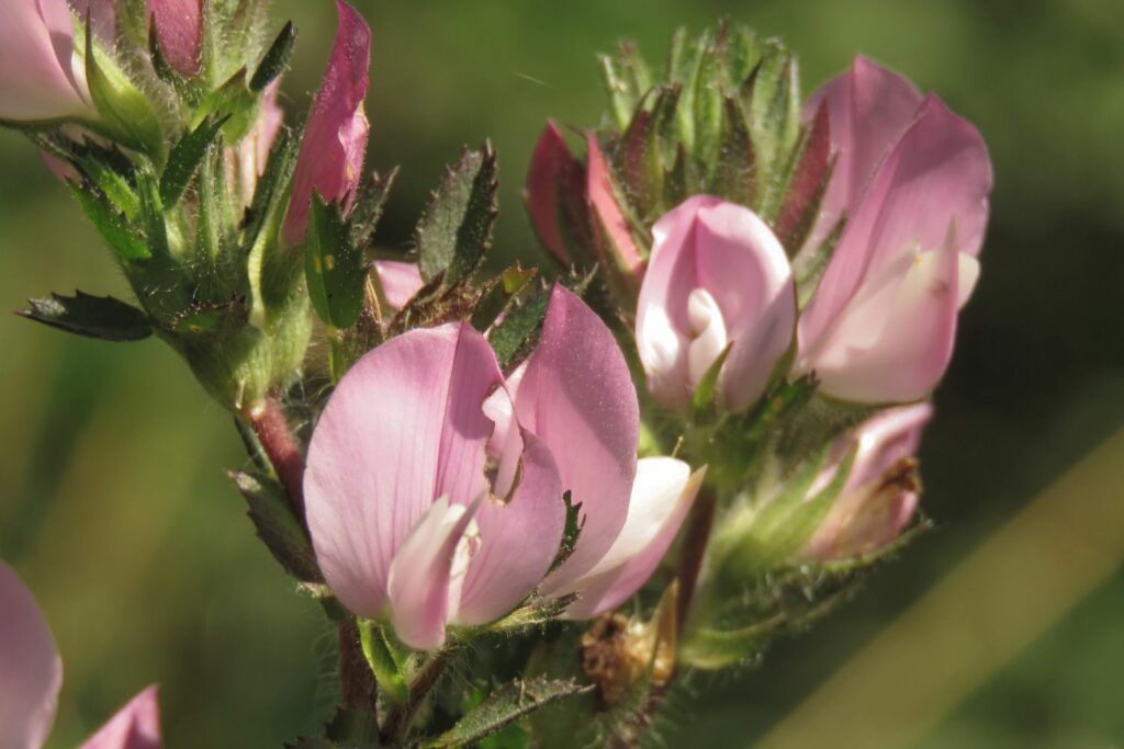 Flowers-of-Spiny-Restharrow