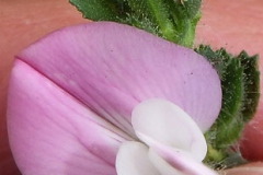 Closer-view-of-flower-of-Spiny-Restharrow