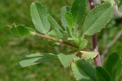Leaves-of-Spiny-Restharrow