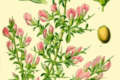 Plant-Illustration-of-Spiny-Restharrow