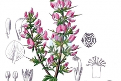 Sketch-of-Spiny-Restharrow