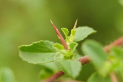 Spines-of-Spiny-Restharrow