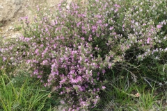 Spiny-Restharrow-plant-growing-wild