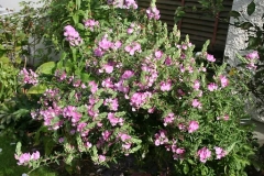 Spiny-Restharrow-plant