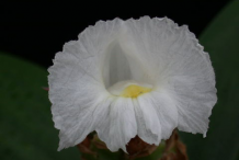 Closer-view-of-Spiral-Ginger-Flower