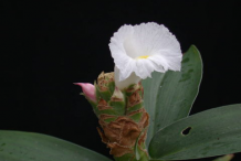 Flower-of-Spiral-Ginger
