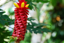 Inflorescence-of-Spiral-ginger-plant