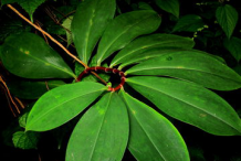Leaves-of-Spiral-Ginger